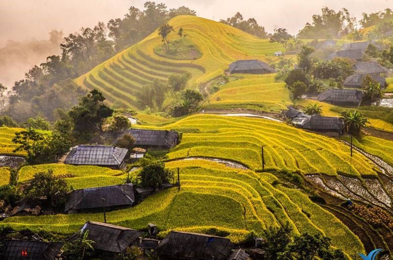 Traditional Hmong houses dotted among the rice fields in Hoang Su Phi
