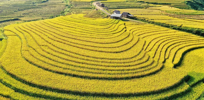 sa pa (ngoc thanh) rice field vietnam Evisa online
