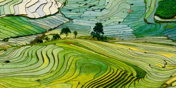 Lush green rice terraces in Sapa, with layers of fields carved into the mountainside.